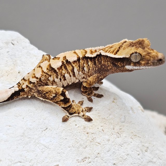 노멀 할리퀸 화이트스팟