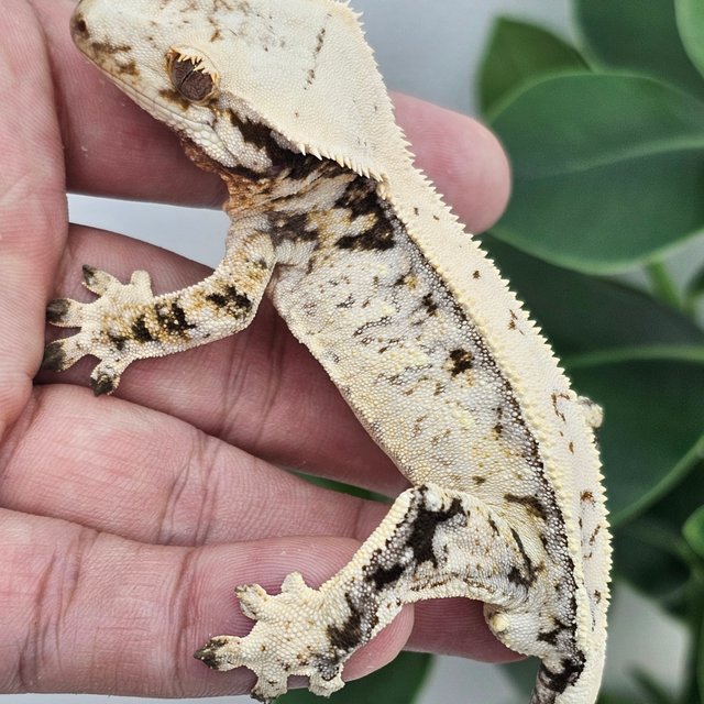 Normal Drippy White Spot Full Pinstripe