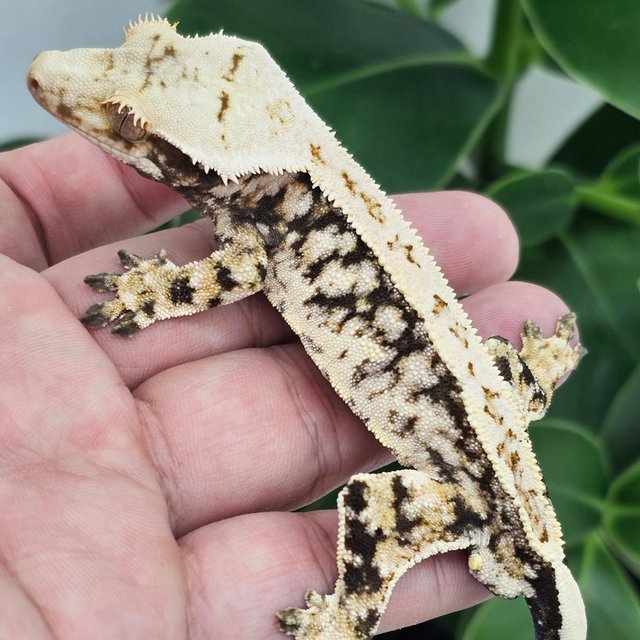 Normal Full Pinstripe Extreme Harlequin Drippy White Spot