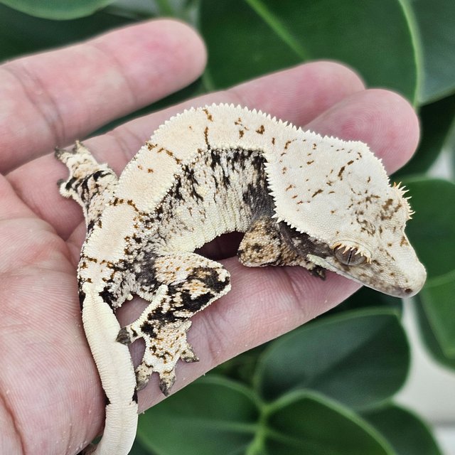 Normal White Extreme Harlequin Drippy White Spot