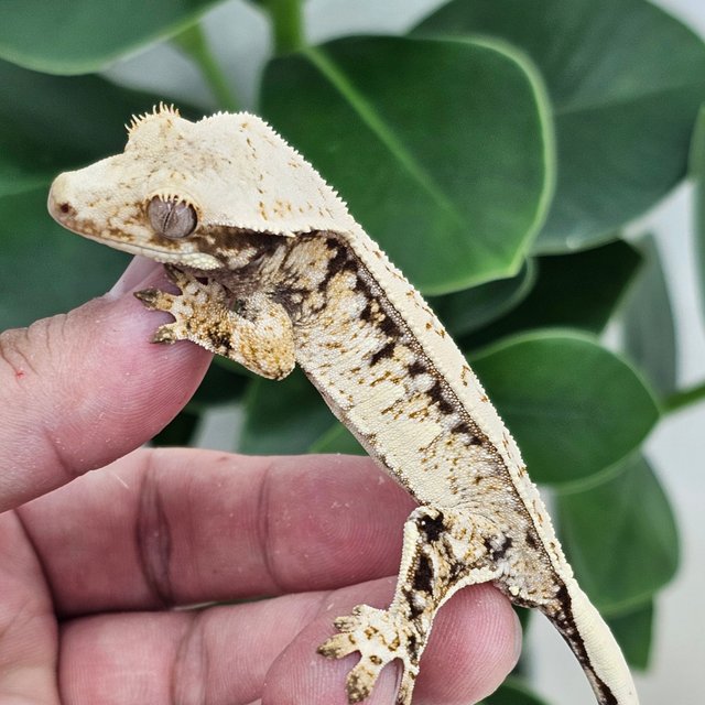 Normal Drippy White Spot