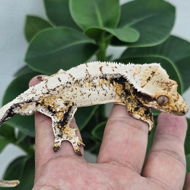 White Spot Drippy White Normal
