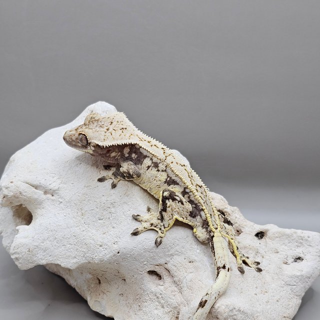 노멀 풀핀 드리피 화이트스팟