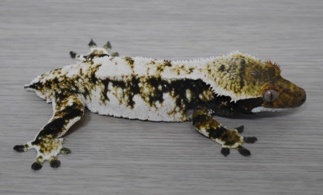 노멀 드리피 화이트스팟