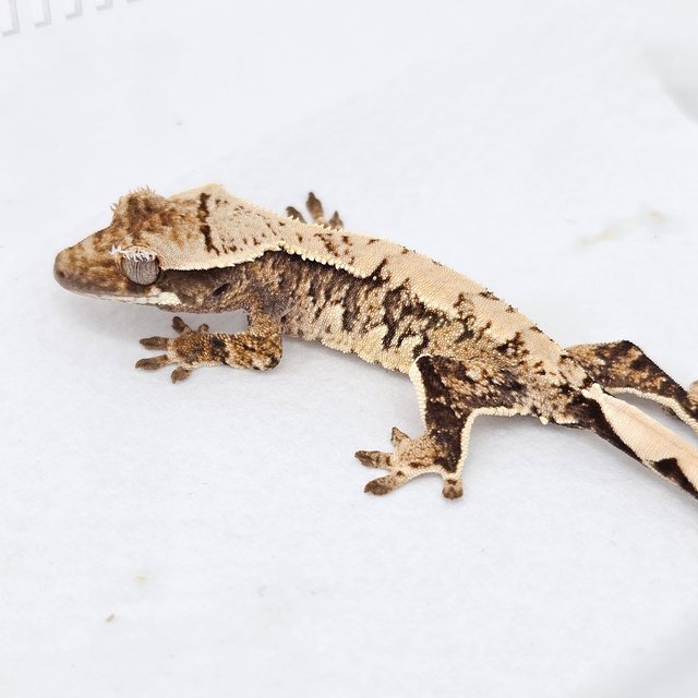 Normal Tri Extreme Harlequin White Spot