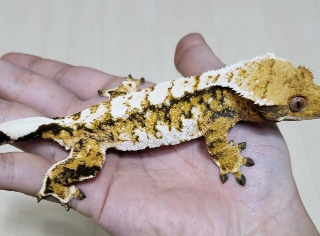 노멀 드리피 화이트스팟