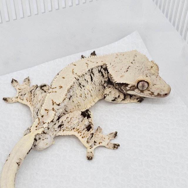 노멀 드리피 화이트스팟