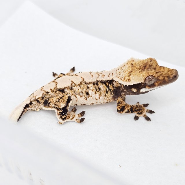 Normal Tri Extreme Harlequin White Spot