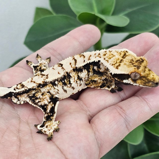 Normal Tri Extreme Harlequin Drippy White Spot