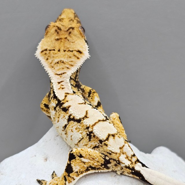 노멀 트라이 할리퀸 화이트스팟