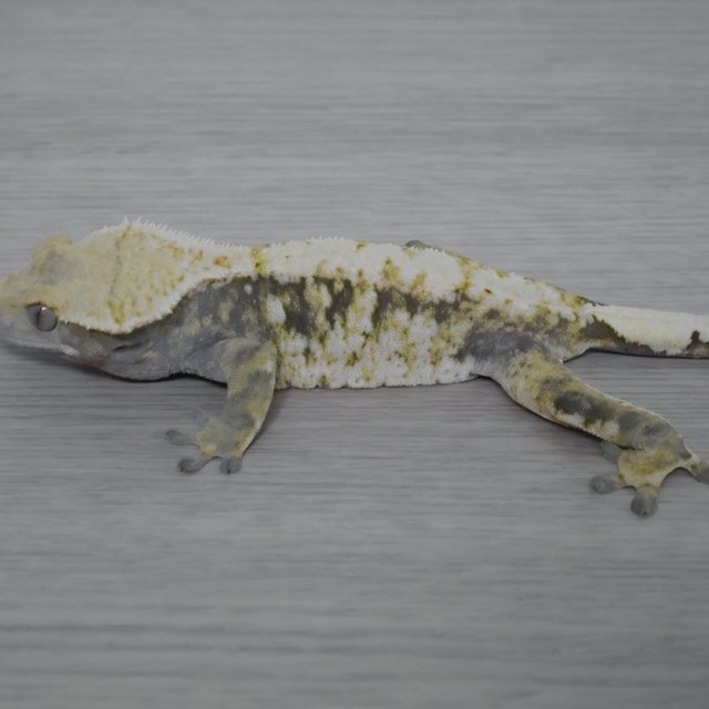 노멀 트라이 할리퀸 드리피 화이트스팟