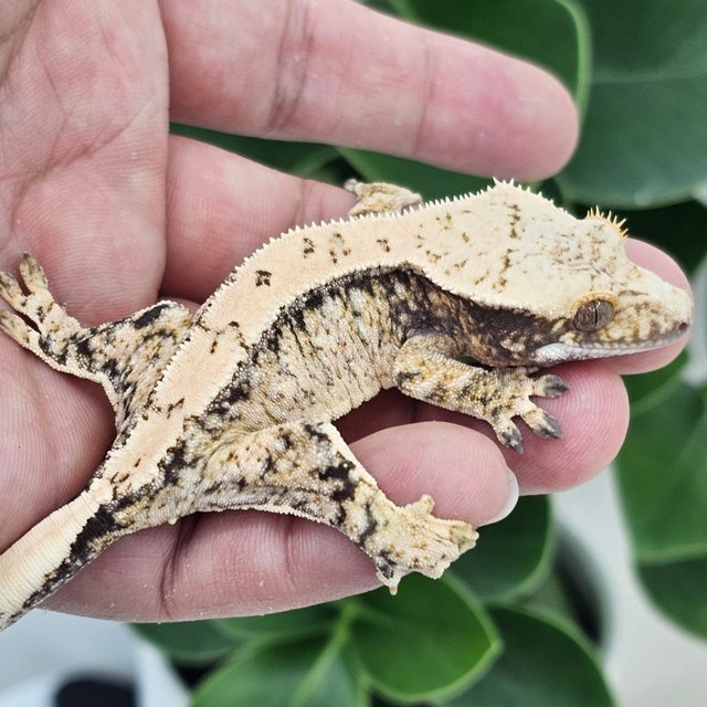 Normal Extreme Harlequin Drippy White Spot