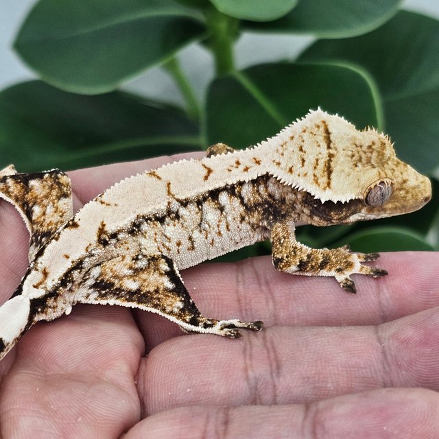 Normal Extreme Harlequin Drippy White Spot