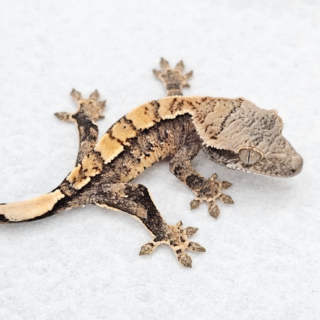 노멀 드리피 화이트스팟