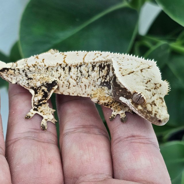 Normal White Extreme Harlequin Drippy White Spot