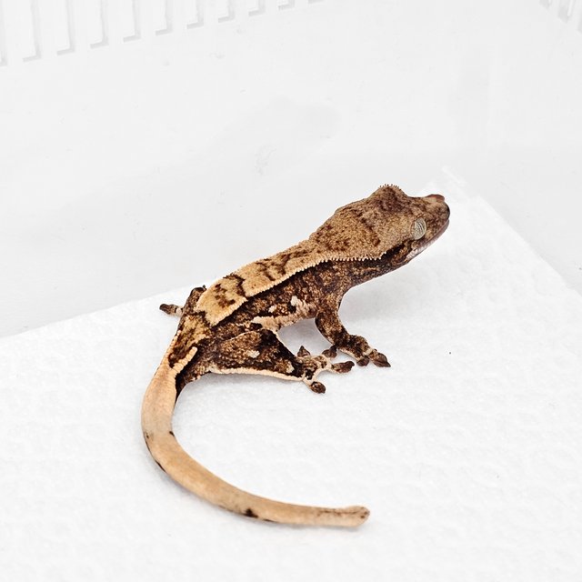 노멀 드리피 화이트스팟