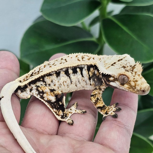 Normal Full Pinstripe Quad Drippy White Spot