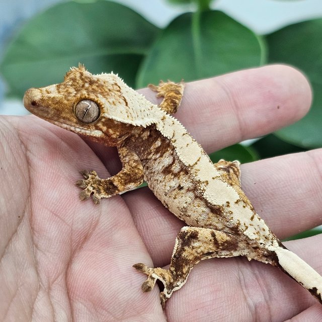 Normal Red Extreme Harlequin Drippy White Spot