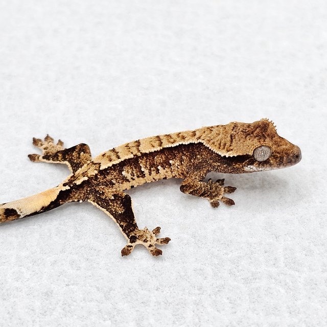 노멀 드리피 화이트스팟