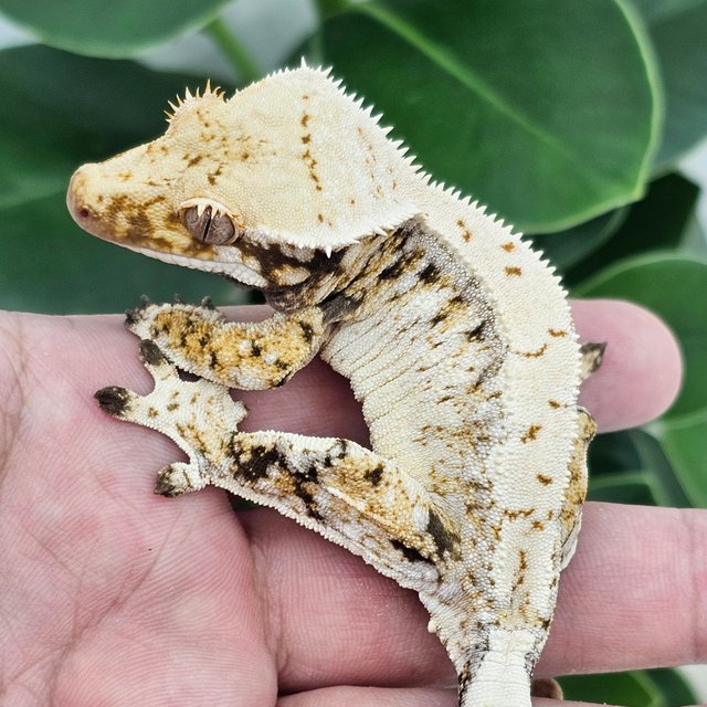 Drippy Normal White Spot Extreme Harlequin