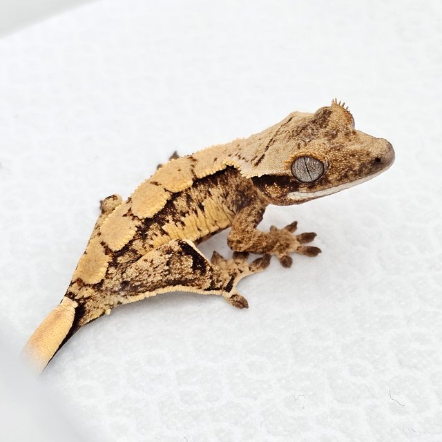 노멀 드리피 화이트스팟