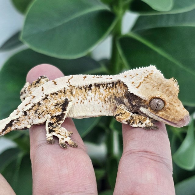 Extreme Harlequin White Spot Drippy
