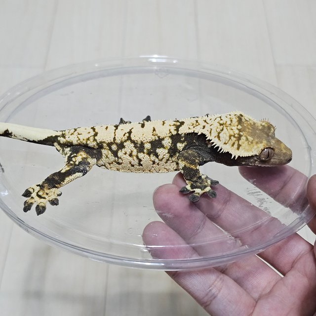 노멀 드리피 화이트스팟