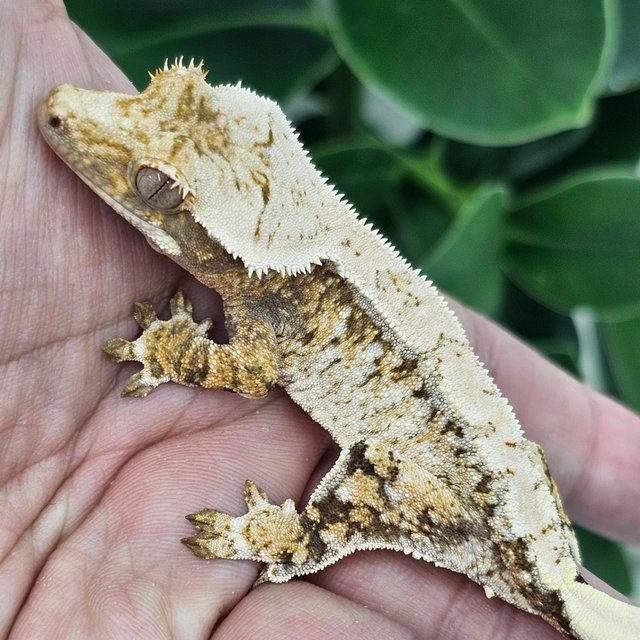 Normal Extreme Harlequin Drippy White Spot