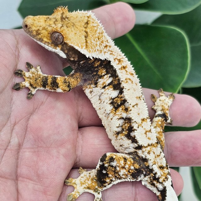 Normal Tangerine Extreme Harlequin White Spot