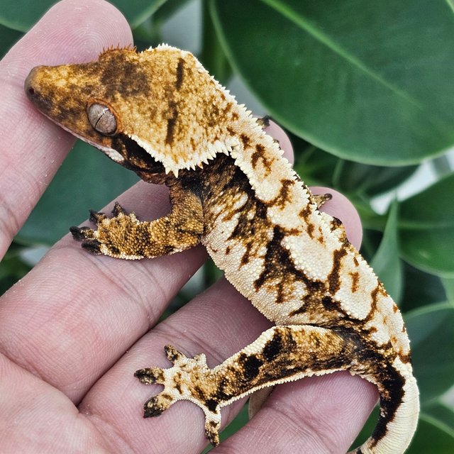 Normal Tangerine Extreme Harlequin White Spot