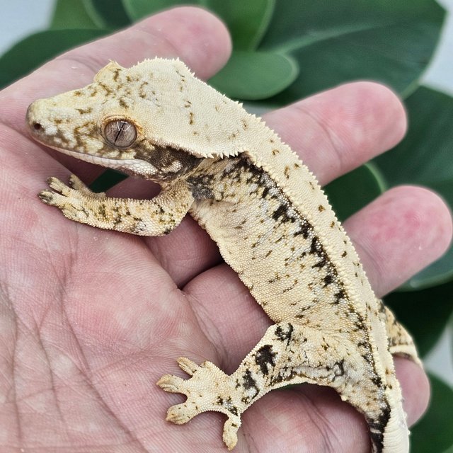 Normal Drippy White Spot