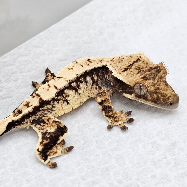 노멀 드리피 화이트스팟