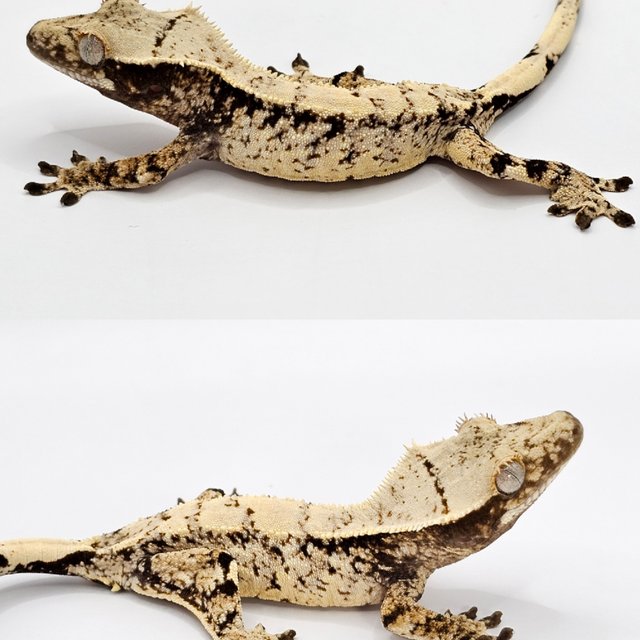 노멀 드리피 화이트스팟