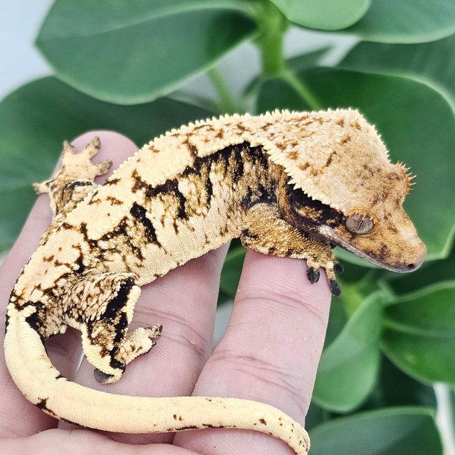 Normal Tangerine Extreme Harlequin White Spot