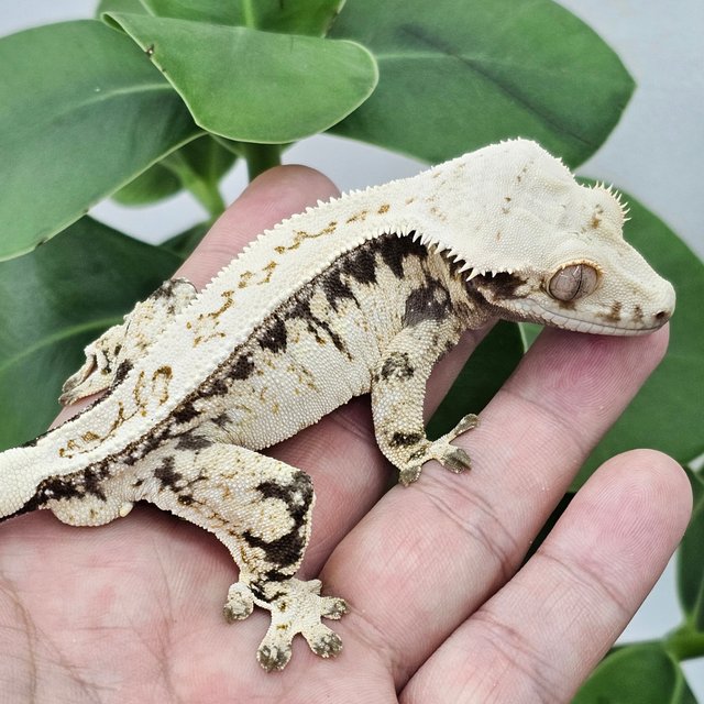 White Spot Drippy Normal Quad Full Pinstripe