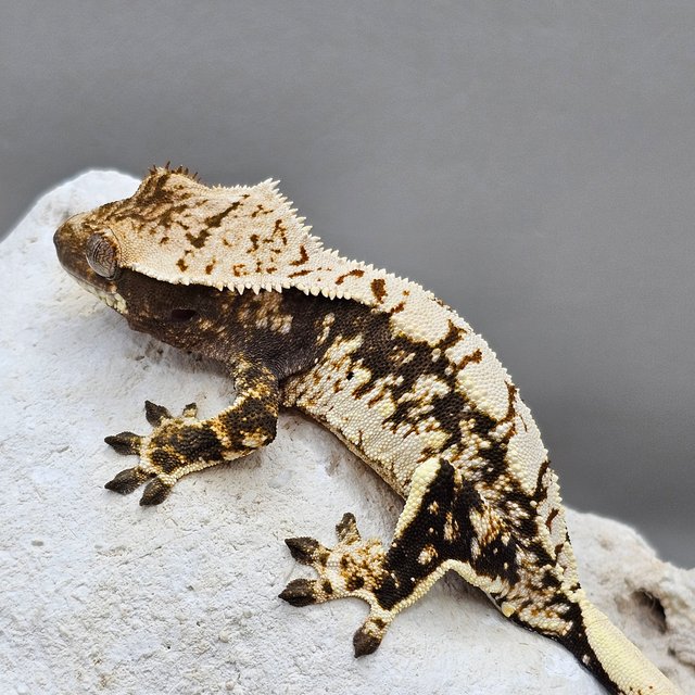 노멀 할리퀸 화이트스팟