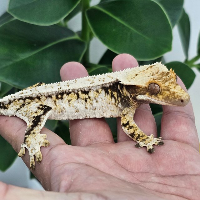 White Spot Drippy Normal