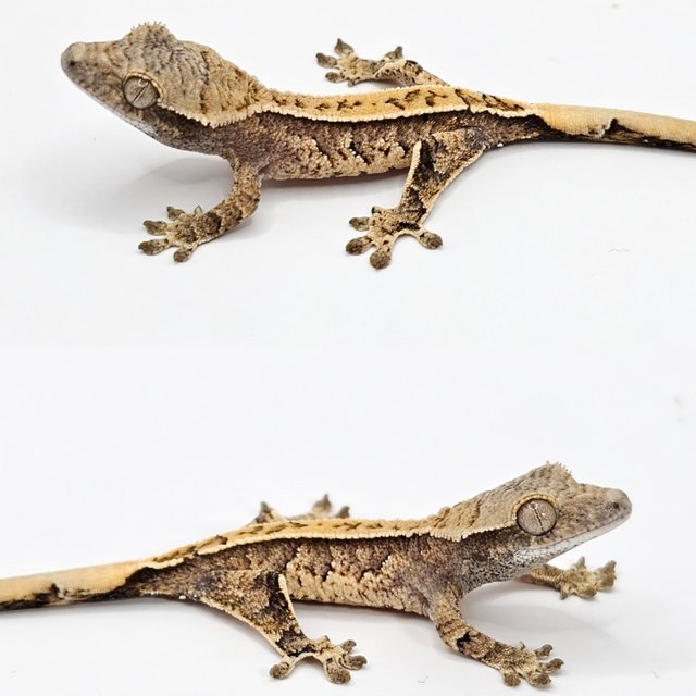 노멀 드리피 화이트스팟