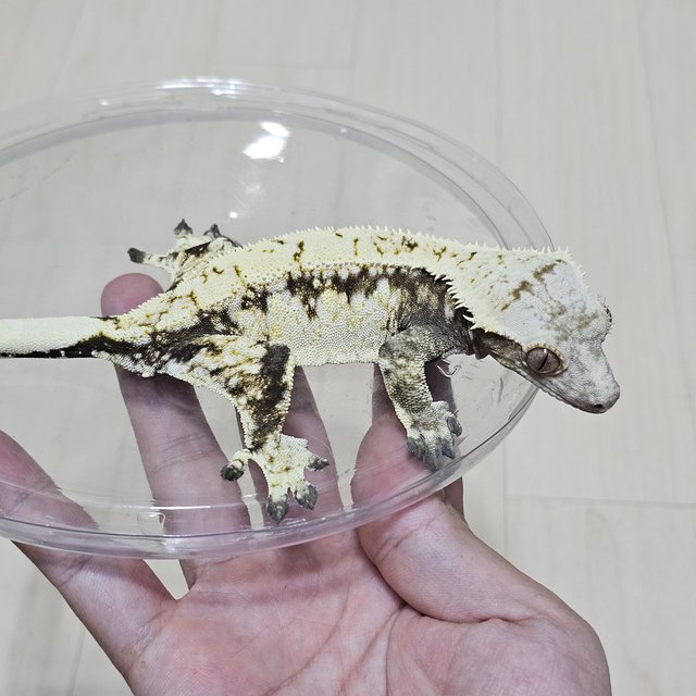 노멀 드리피 화이트스팟