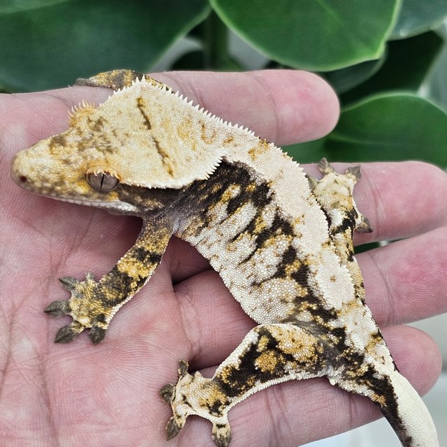 Normal Tri Extreme Harlequin White Spot