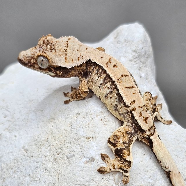 노멀 화이트포트홀 화이트스팟