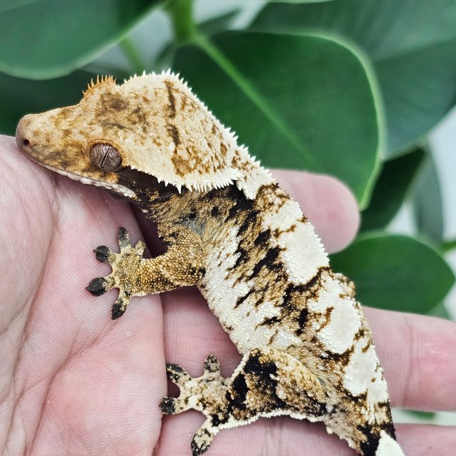 Normal Tangerine Extreme Harlequin White Spot