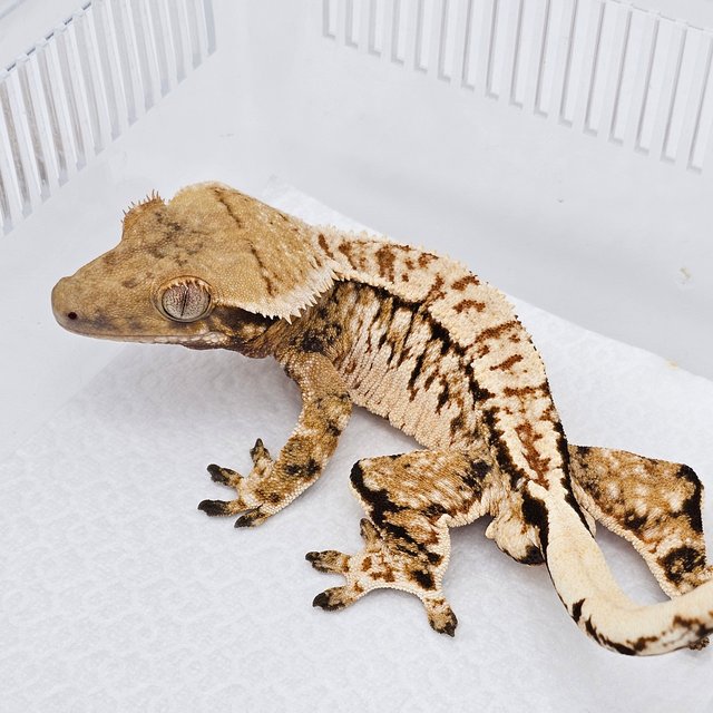 노멀 트라이 익스트림할리퀸 화이트스팟