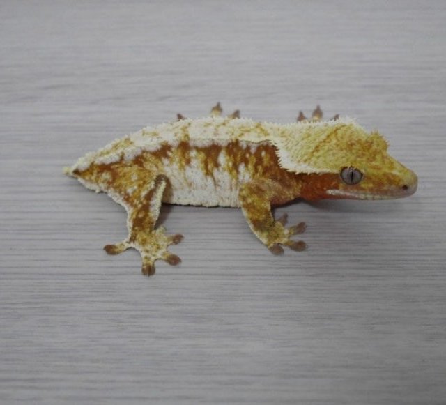 노멀 레드 드리피 화이트스팟