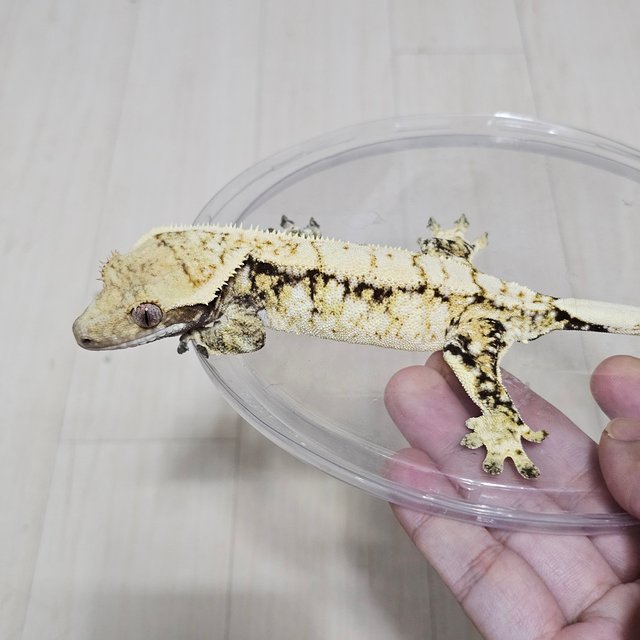 Normal Drippy White Spot
