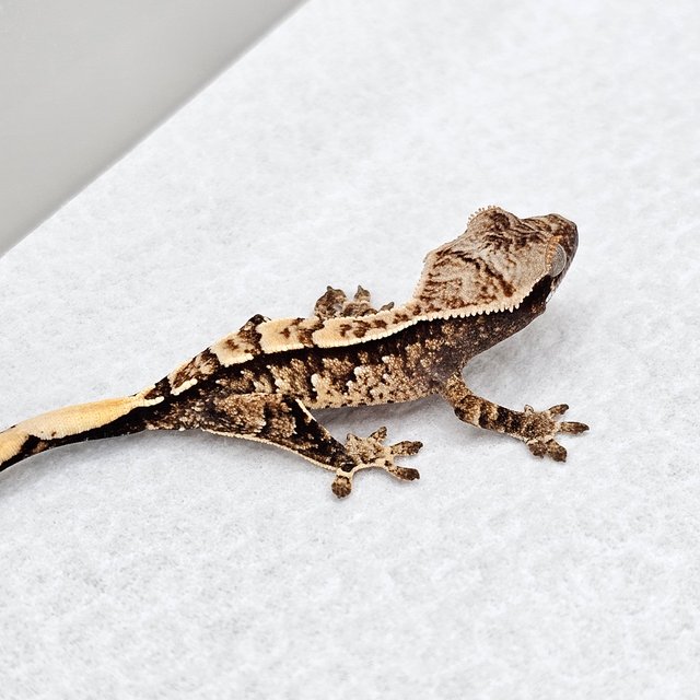 노멀 드리피 화이트스팟