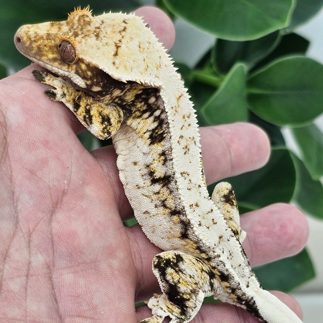 White Spot Drippy Normal