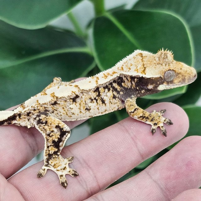Normal Extreme Harlequin Drippy White Spot