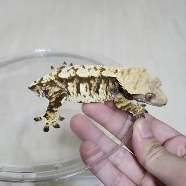 Normal Extreme Harlequin White Spot