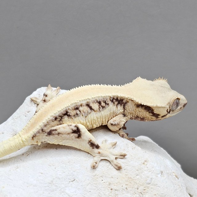 릴리화이트 솔리드백